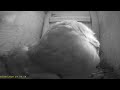 Wharfedale Barn Owls: 1 Box☀️18/05/26