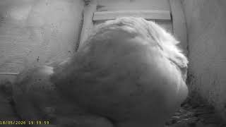 Wharfedale Barn Owls: 1 Box☀️18/05/26