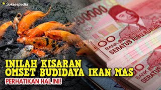 INILAH KISARAN OMSET BUDIDAYA IKAN MAS - PEMULA WAJIB TAHU!