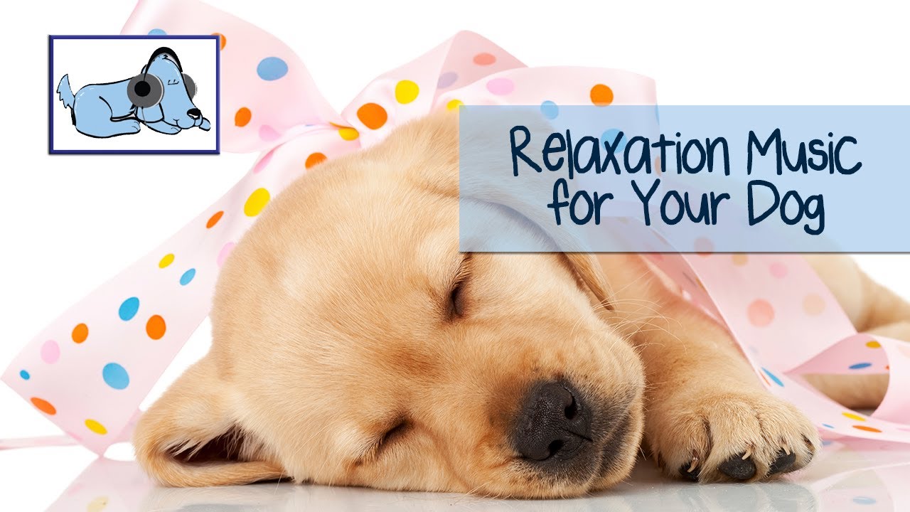 Relax Your Puppy Relaxation Music for Dogs YouTube