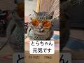 皆様いつもありがとうございます。昨年12月中旬の連絡から２日後にとらちゃんをレスキュー。 とらちゃんが自らキャリーに入った後の表情はまるで「やっとゆっくり休める…」とでも言っているようでした#保護猫