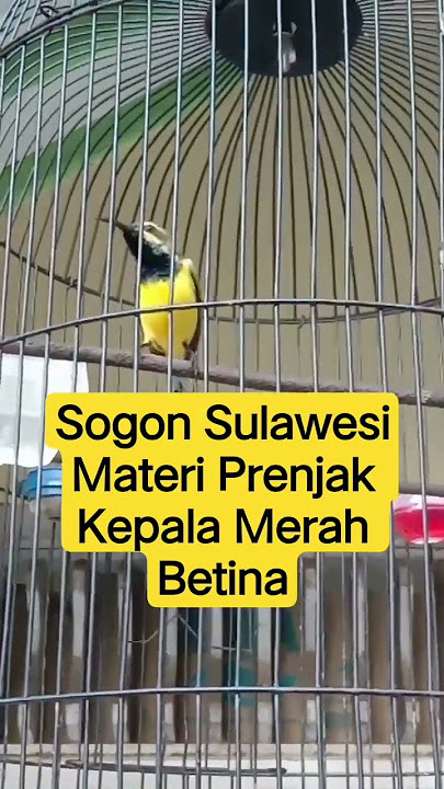 Sogon Sulawesi #birds #sogon #sogongacorngobra #sogonmania #videoshort #sogonbahan