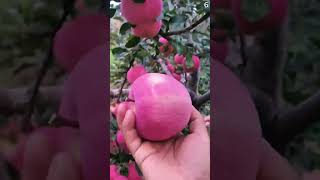 Download Lagu Buah apel segar super memuaskan hasil panen petani cerdas #shorts MP3 Download Lagu Buah apel segar super memuaskan hasil panen petani cerdas #shorts MP3