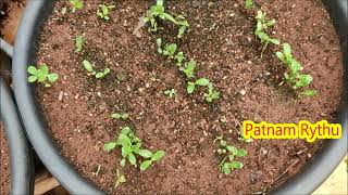 విత్తనాలు మొలకెత్తట్లేదా patnamrythu seedsgermination problems shorts YouTubeshorts