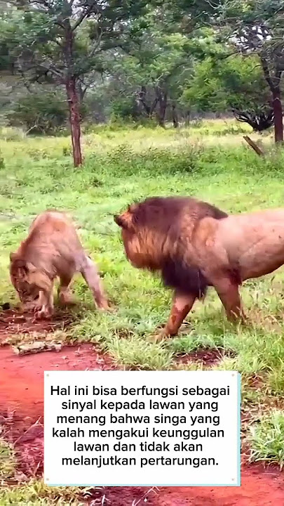 Ini yang terjadi saat singa kalah bertarung