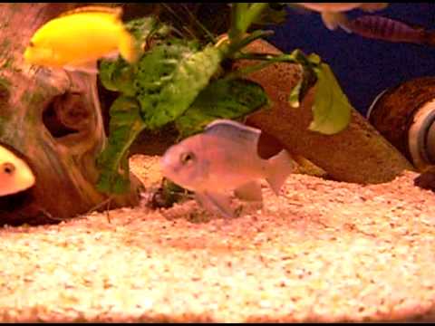 Ps Tropheops , Aulonokara Firefish