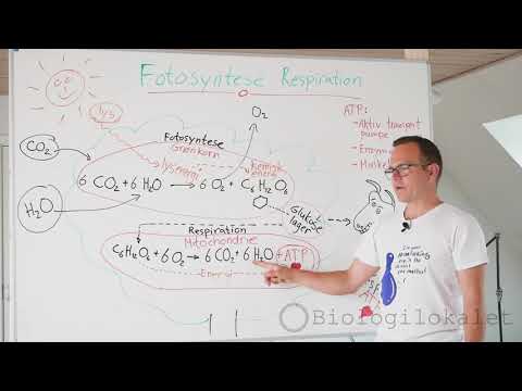 Fotosyntese og Respiration forklaret. Hvornår på døgnet foregår der respiration og fotosyntese?