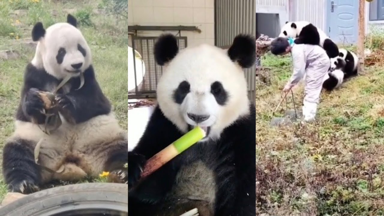 China's national treasure: panda~