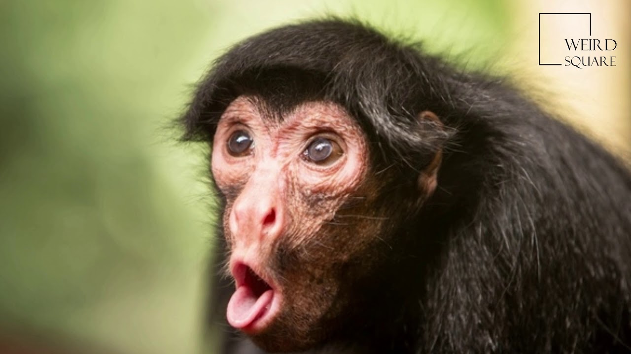 Interesting facts about black spider monkey by weird square - YouTube