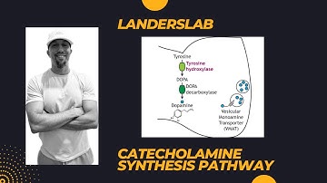 Catecholamine Synthesis