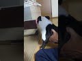 ボストンテリアが自分のヒジを#shorts