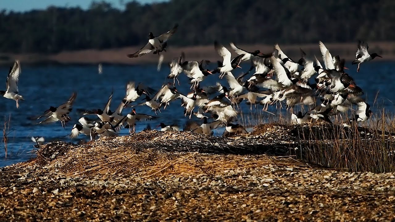 Ритмы Чесапика (2025)