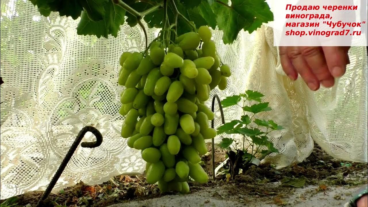 Виноград БАНАНАС- одна из лучших желтоягодных мускатных форм раннего ...