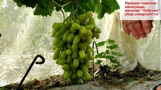Виноград БАНАНАС-  одна из лучших желтоягодных мускатных форм раннего срока созревания, вы посадили?