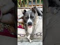 Beefy #shorts #montage #cute #dog #doglover #pitbull #cat #pomeranian #getoutside #beyourself