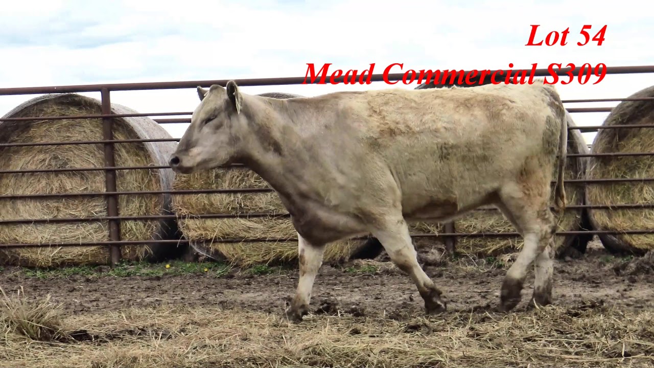 Mead Farms Lot 54 YouTube