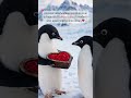 Even Penguin knows what’s gonna impress his girlfriend this Valentine’s 🙂‍↔️💘 #youtubeshorts #shorts