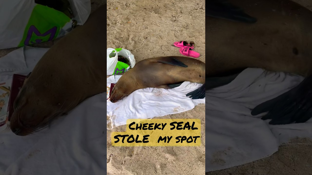 HOW cheeky SEAL STOLE my spot and towel on Galapagos Islands😁🦭