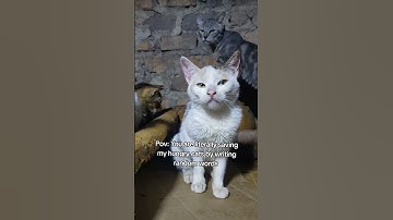 Every bit of your donation counts. Please click on the links in bio to donate#help #cat