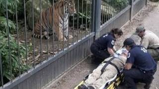 Man Seriously Injured After Entering Tiger Enclosure at Yorkshire Wildlife Park