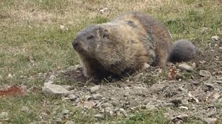 Groundhog  Wild woodchuck digging  whistle pig part 7