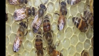 Honey Bees Building Comb And Festooning Explained