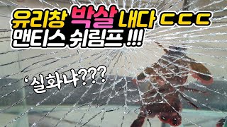 맨티스쉬림프가 진짜로 유리창을 박살냈습니다. 실제상황입니다 ㄷㄷㄷ