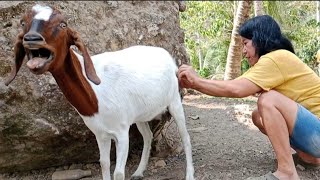 Goat gives birth in just 3 minutes! by An, The Farmer  34 views 2 days ago 3 minutes, 11 seconds