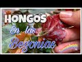 Begonias con hongos  porque se producen y como curarlas  eva en su paraiso 