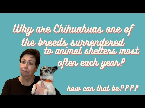Video: Varför Darrar Chihuahuas