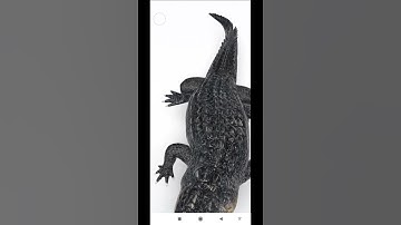 Alligator 🐊 Google View in 3D with Argumented Reality AR available - Wild  Reptiles