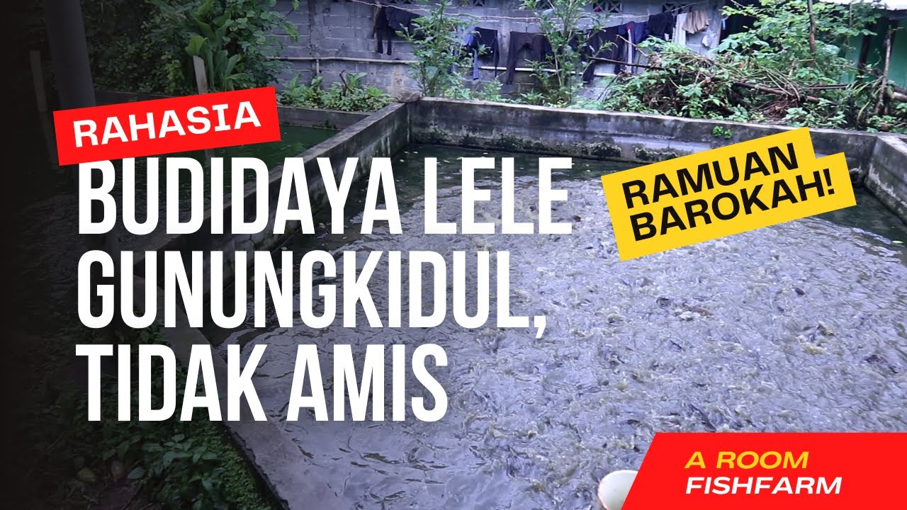 BUDIDAYA LELE DENGAN RAMUAN BAROKAH AMINTO MINA RUKUN GUNUNGKIDUL