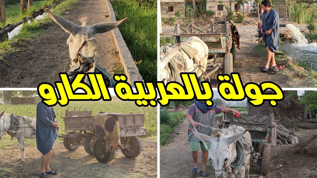 جولة ممتعة بالعربية الكارو في الريف واجمل منظار طبيعية