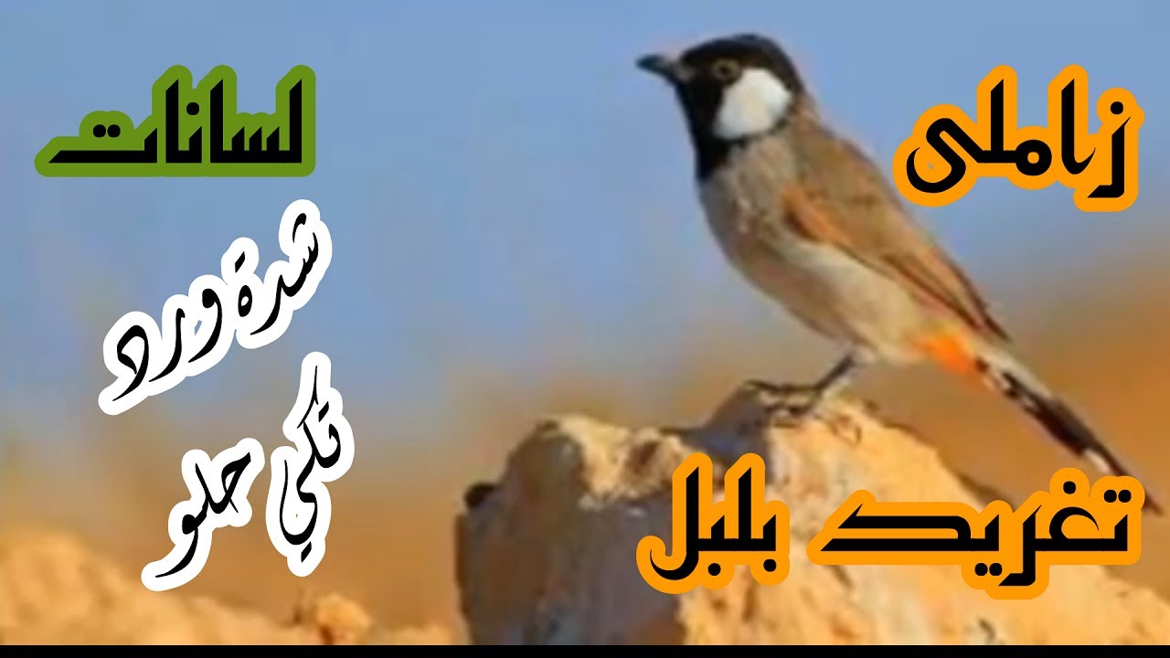 تغريد بلبل طور زاملي لسانات شدة ورد ,تكي حلو