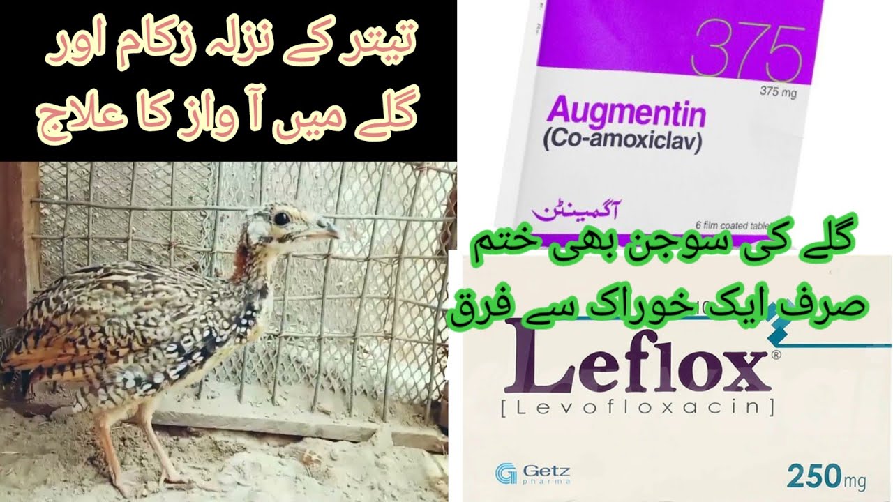 kala teetar k nazla zukam ka ilaj| teetar ka gala kharab ka ilaaj| teetar k gale k sojan| تیتر زکام