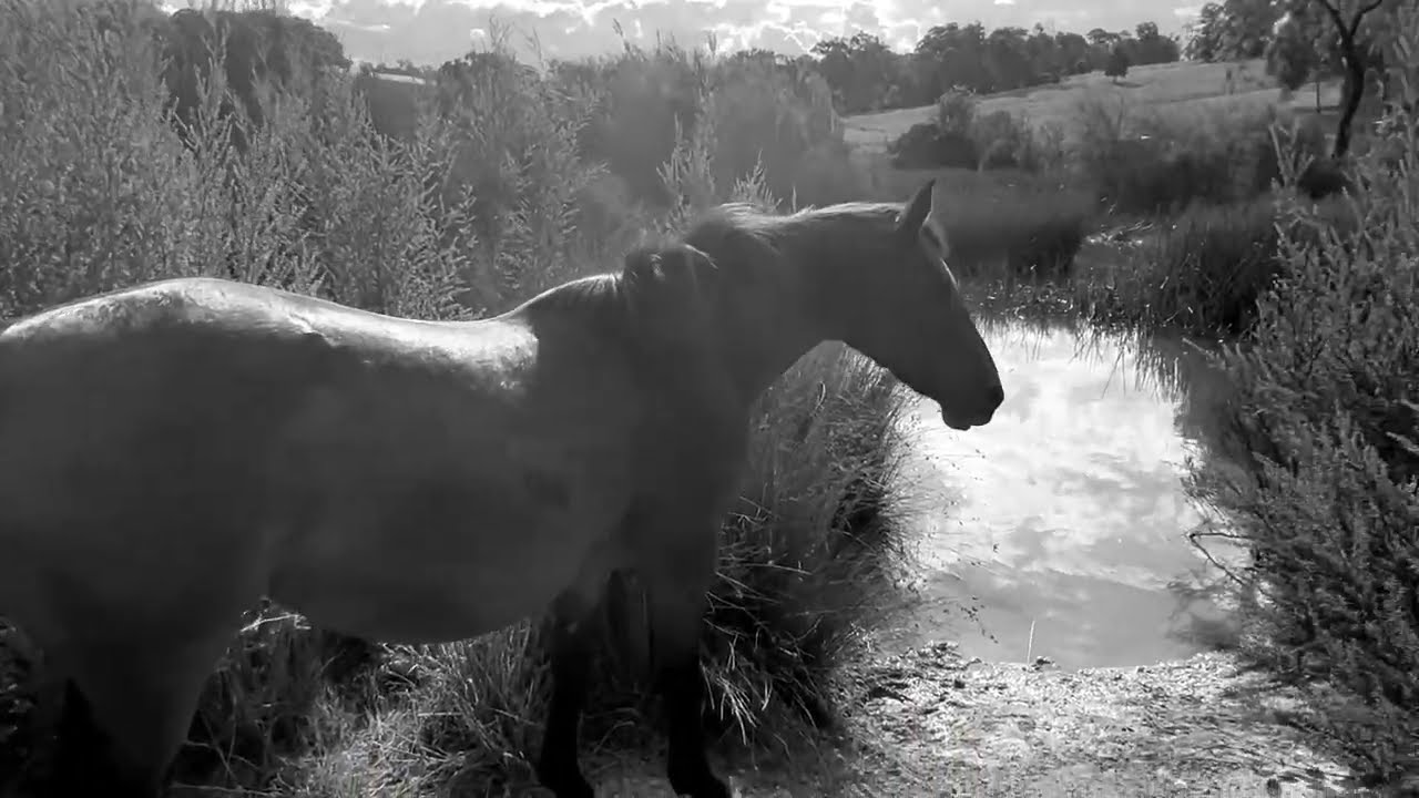 HORSE Dreaming HORSE Healing