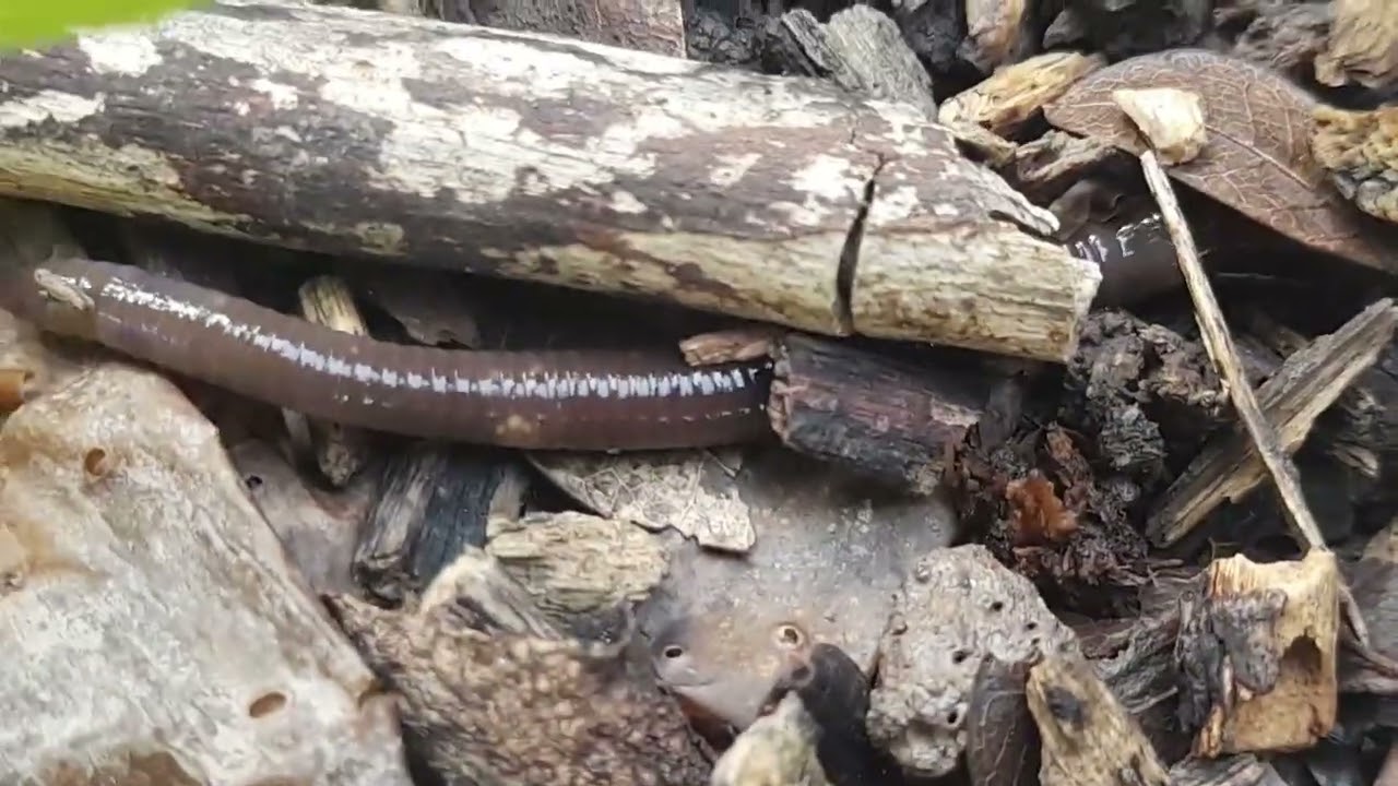 សត្វដង្កូវជន្លេន#The grasshoppers and worms found a place to hide from their enemies.#countrybeauty 