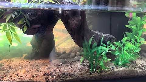 Alligator Snapping Turtle aquarium set-up