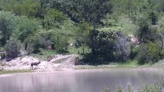 Djuma Private Game Reserve Live Stream