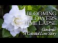 Gardenia a celestial love story  blooming flowers timelapse  mythology tales