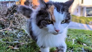 Norwegian Forest Cat: Lilly & Odin in 'Who's the Boss'