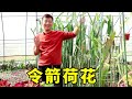 養令箭荷花很簡單,只需記住4點,一個葉片開出幾十朵花【養花匠小齊】