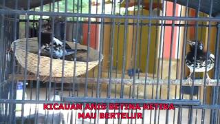 BERTERNAK ANIS KEMBANG DALAM SANGKAR KECIL, KICAUAN ANIS BETINA MUSIM BERKEMBANG BIAK