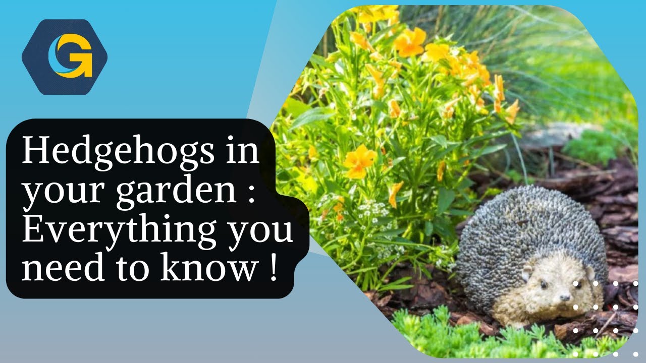 Hedgehogs in your garden : Everything you need to know !