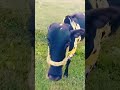 # Cow Lover 🐄🐄🐄