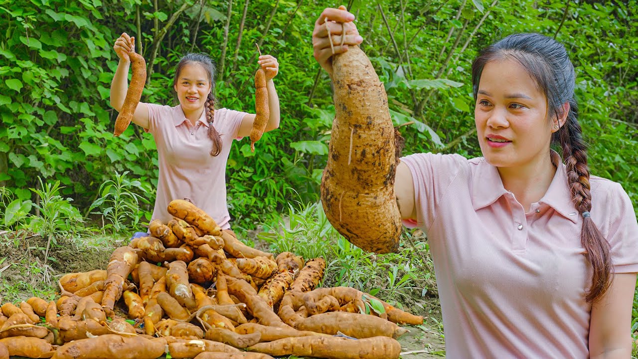Cassava Sticky Rice 「Tracking the Roots」Harvest Cassava Roots Goes to the Market Sell ...
