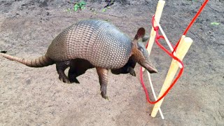 Como fazer uma armadilha de sobrevivência para pegar animais e caças tatu paca Cutia javali capivara by natureza aventura e artes 1,496 views 2 weeks ago 8 minutes, 31 seconds