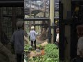 Огромный орангутанг покорил сердца всех туристов