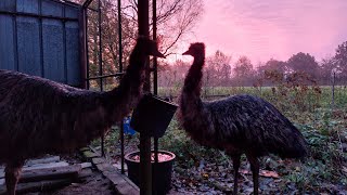 How it started with the emu's