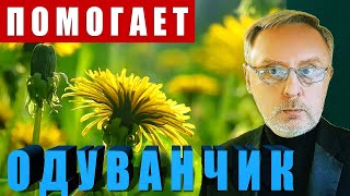 Одуванчик от всех болезней: Лечение одуванчиком / Dandelion treatment